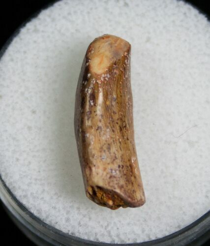 Tooth from Cretaceous Sauropod Rebbachisaurus #7123